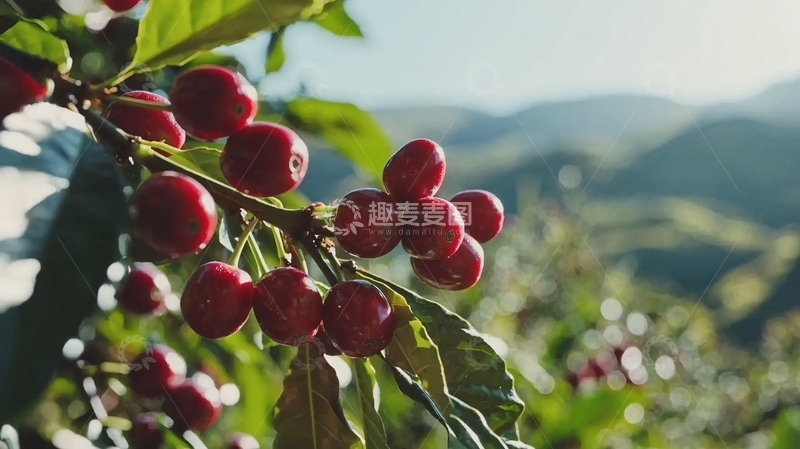 高清大图下载【趣麦麦图】咖啡树上的红色咖啡果实