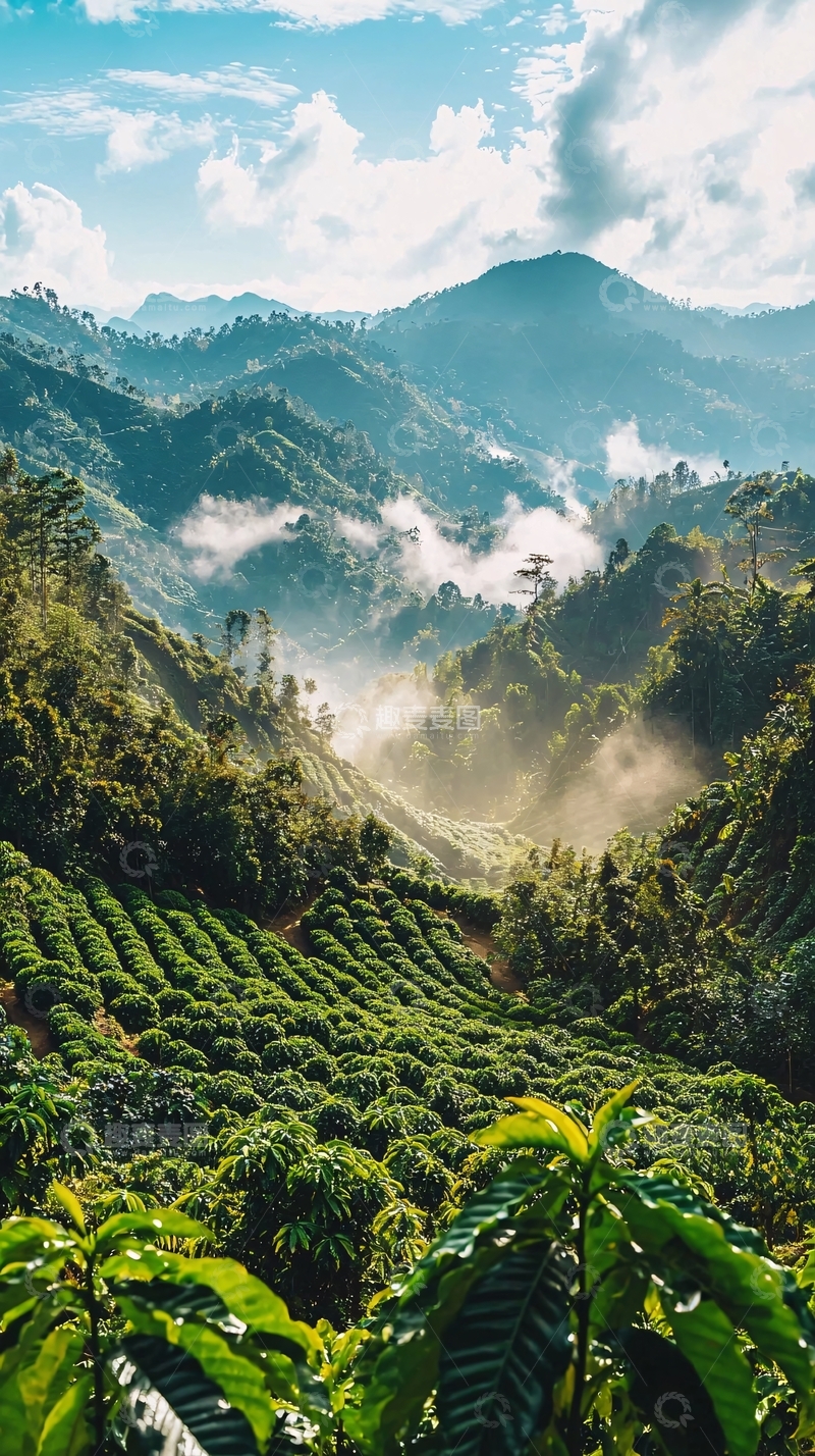 高清大图下载【趣麦麦图】山峦叠嶂云雾缭绕茶园