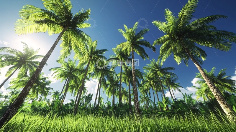 高清大图下载【趣麦麦图】阳光下的椰子树林