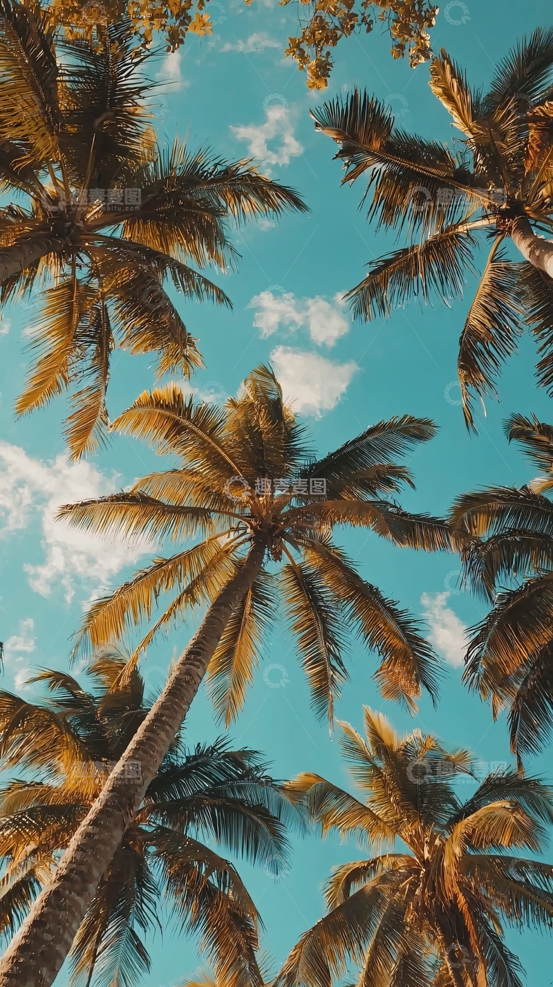 高清大图下载【趣麦麦图】抬头仰望的椰子树