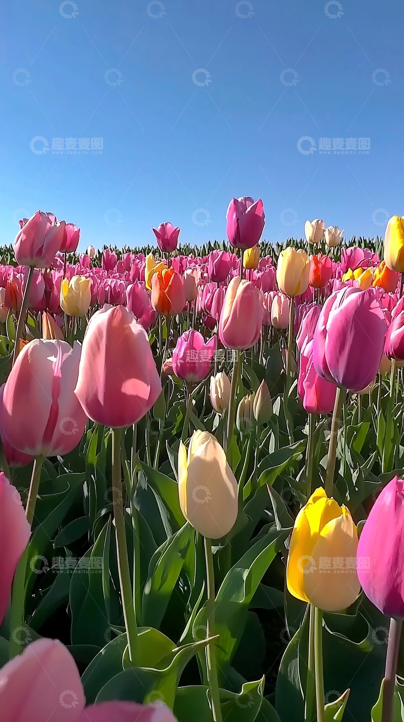 高清大图下载【趣麦麦图】阳光下五彩缤纷的郁金香花田