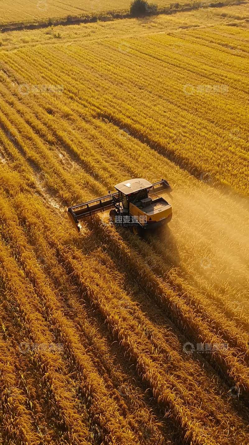 高清大图下载【趣麦麦图】收割机在金黄麦田作业