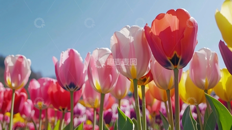 高清大图下载【趣麦麦图】阳光下盛开的彩色郁金香