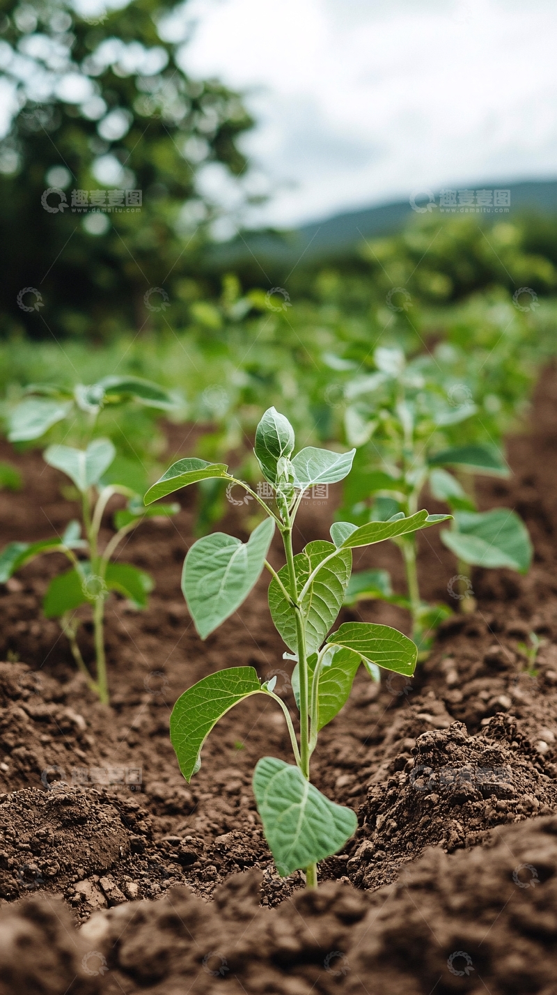 高清大图下载【趣麦麦图】田间种植的绿色幼苗