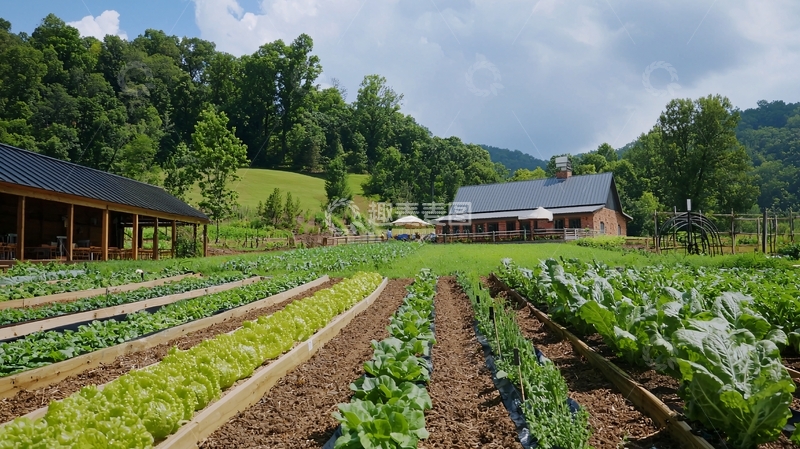 高清大图下载【趣麦麦图】田园风光蔬菜种植园
