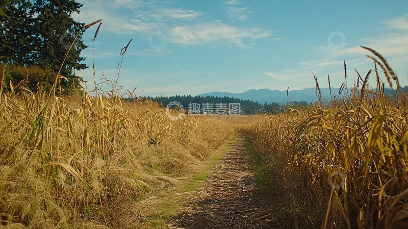 高清大图下载【趣麦麦图】金色麦田小路