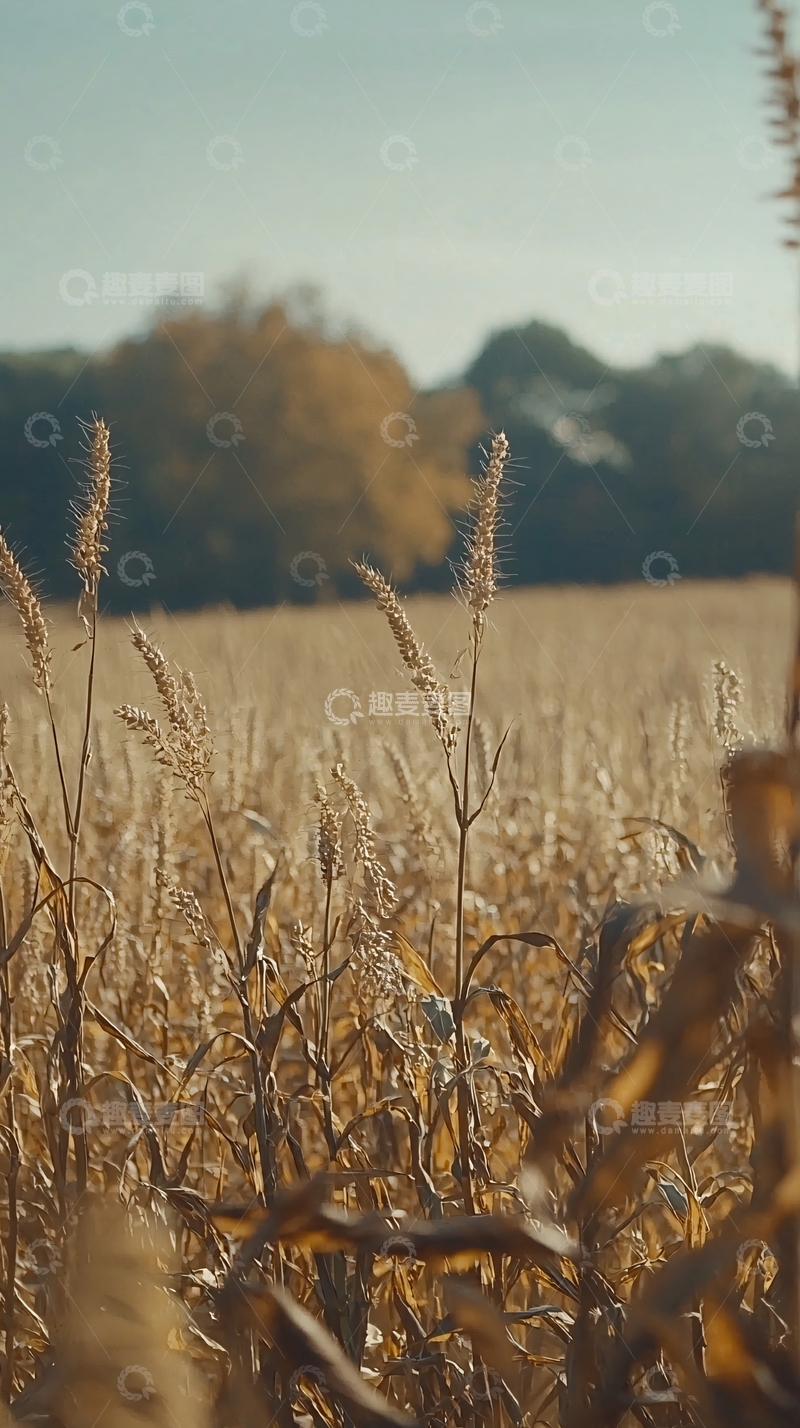 高清大图下载【趣麦麦图】秋日麦田景色