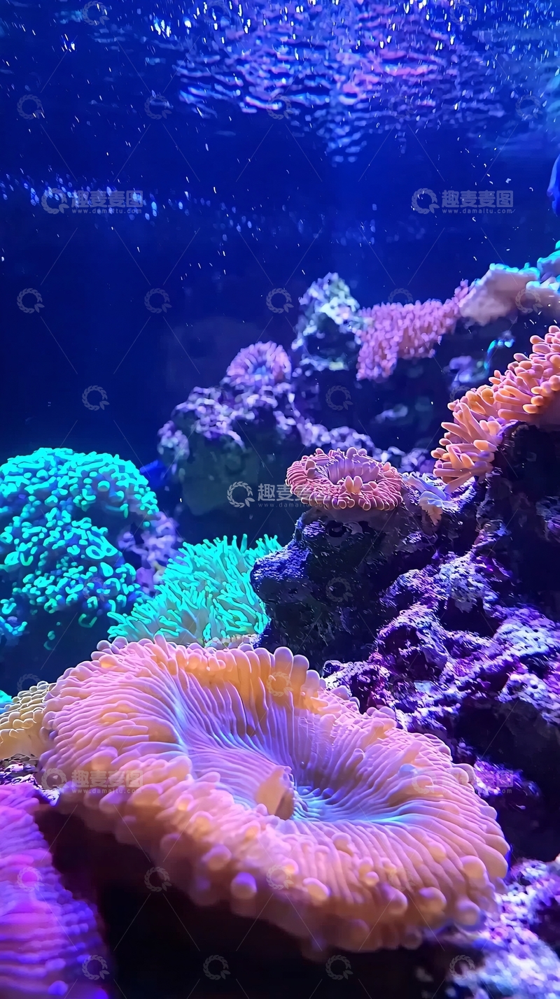 高清大图下载【趣麦麦图】深海珊瑚礁景观