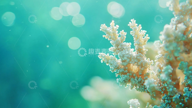 高清大图下载【趣麦麦图】碧蓝海水中的珊瑚