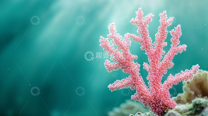 高清大图下载【趣麦麦图】粉红色珊瑚
