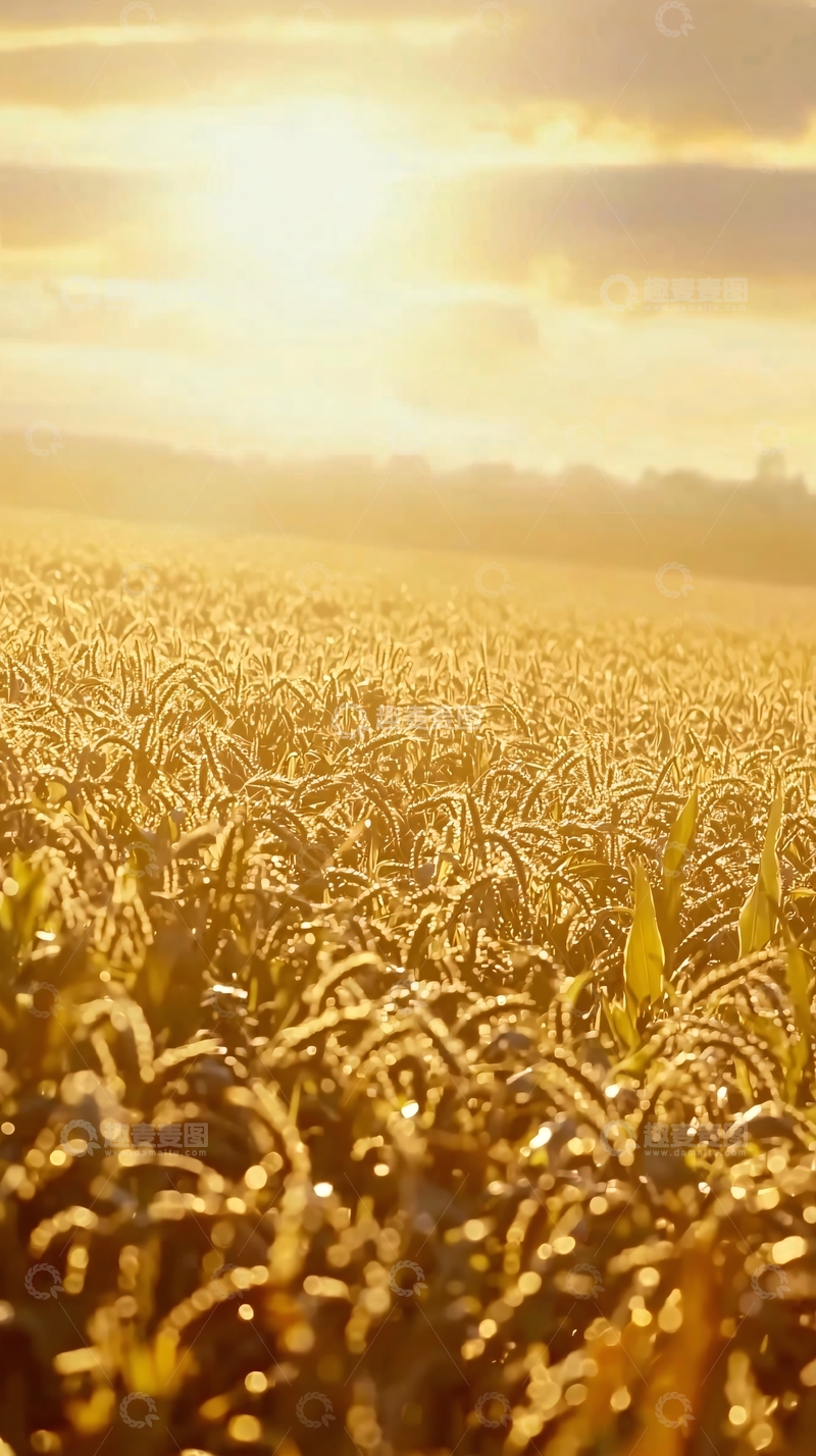 高清大图下载【趣麦麦图】金黄麦田日出景色