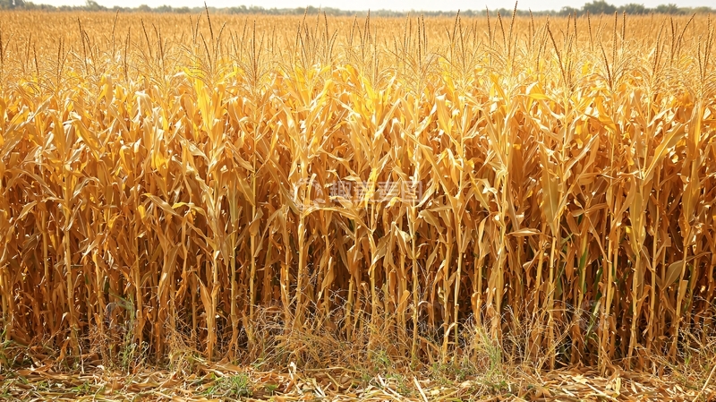 高清大图下载【趣麦麦图】成熟的玉米田