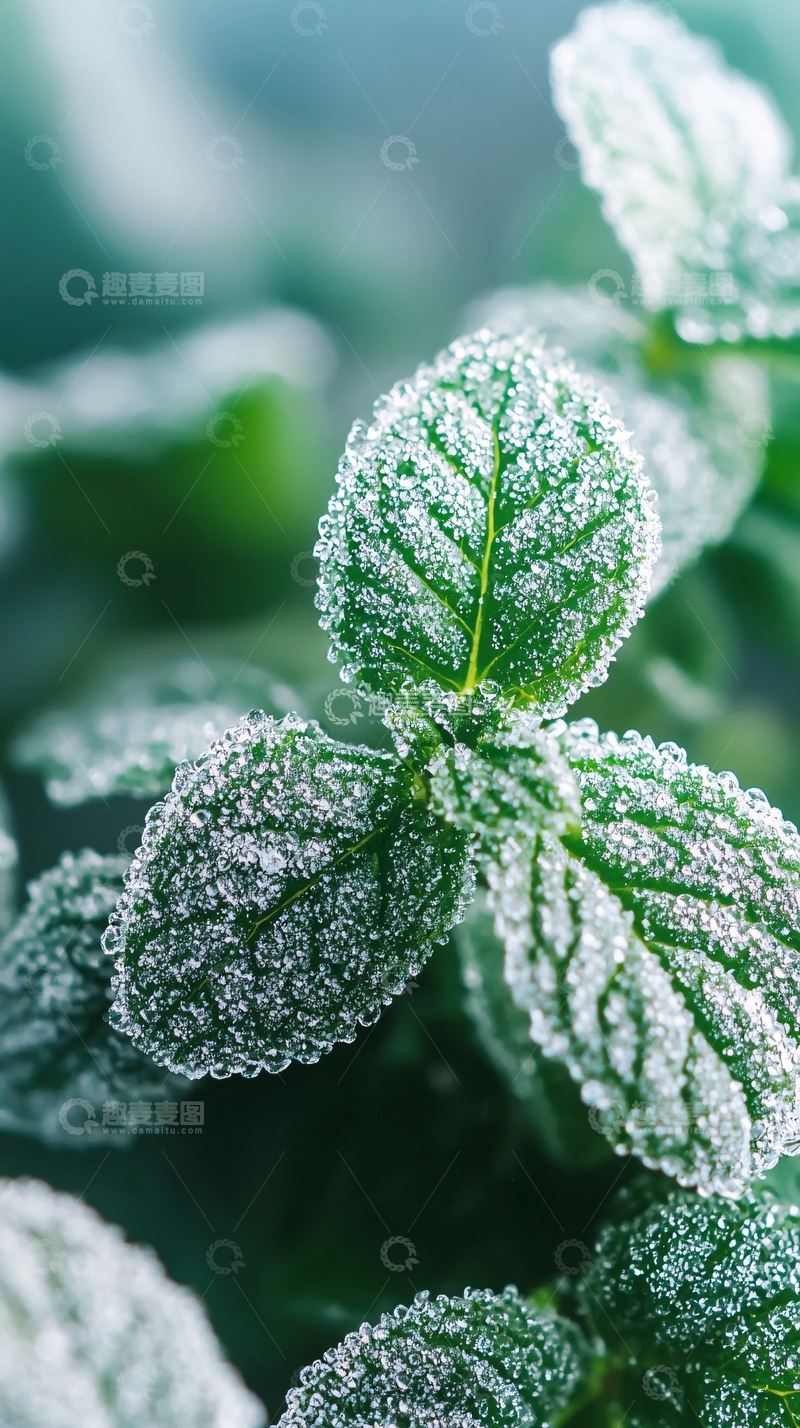 高清大图下载【趣麦麦图】冰霜覆盖的薄荷叶