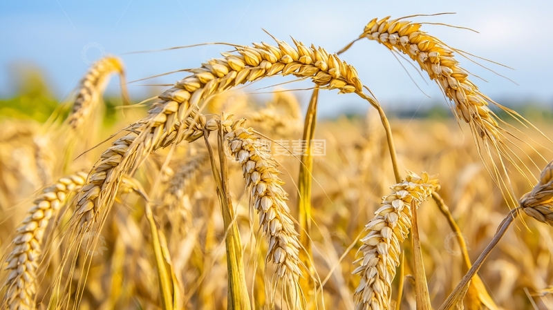 高清大图下载【趣麦麦图】金黄麦穗丰收景象