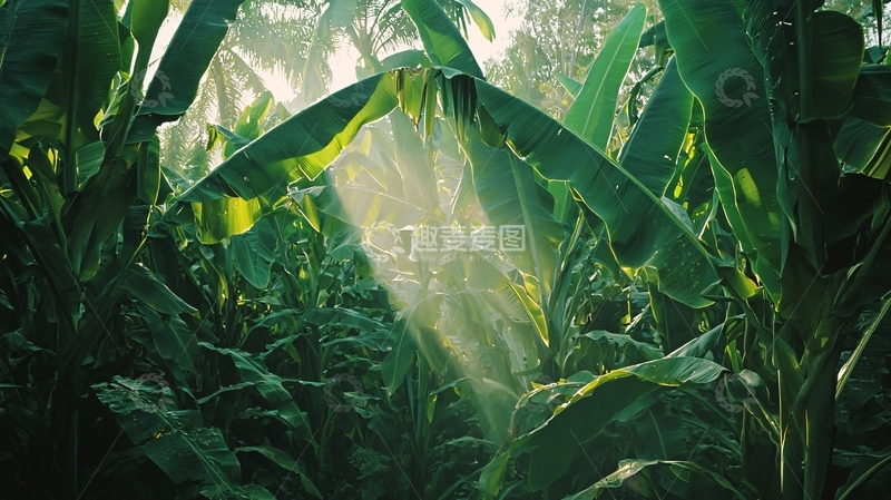高清大图下载【趣麦麦图】阳光透过香蕉林