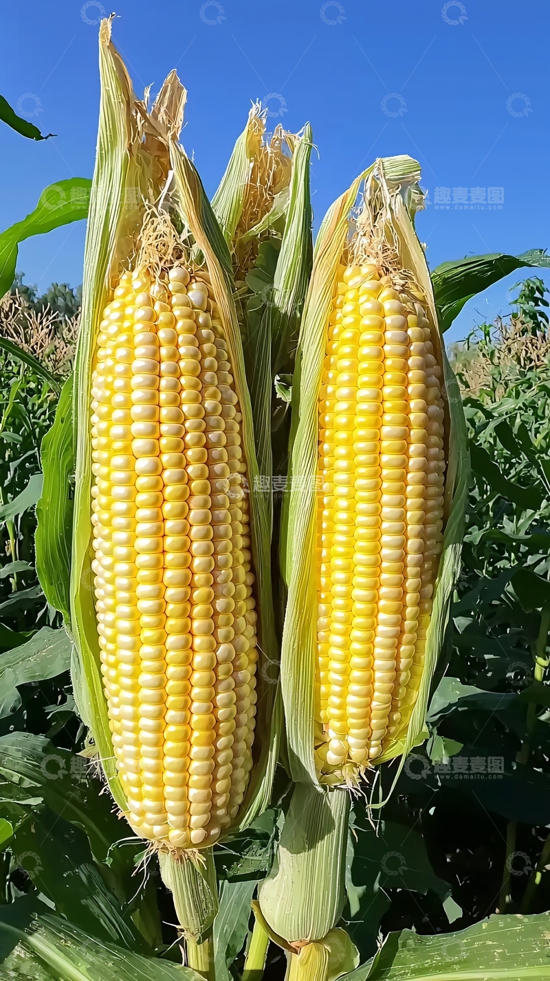 高清大图下载【趣麦麦图】新鲜饱满的玉米棒