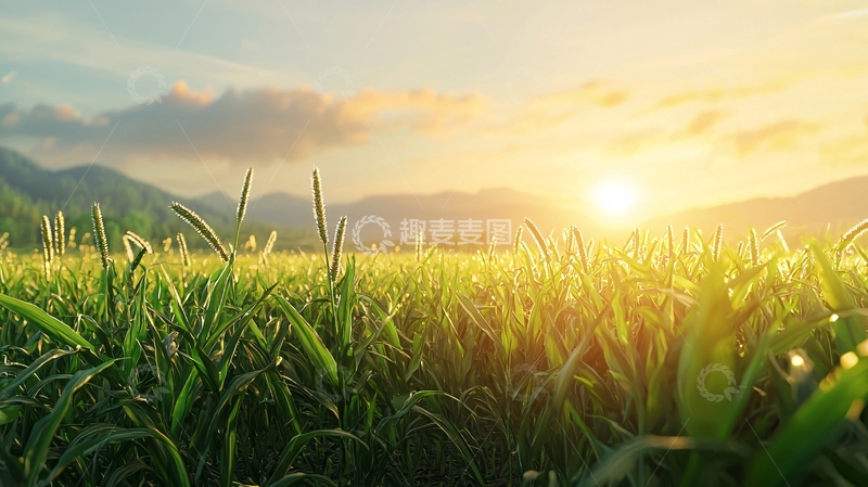 高清大图下载【趣麦麦图】日出田野绿草