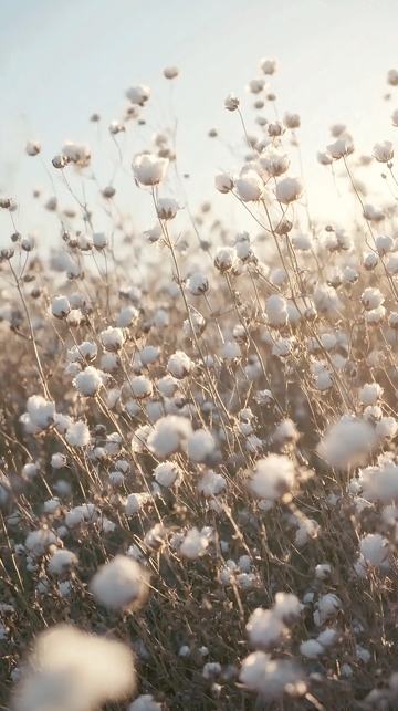 日出时分棉花田的景象
