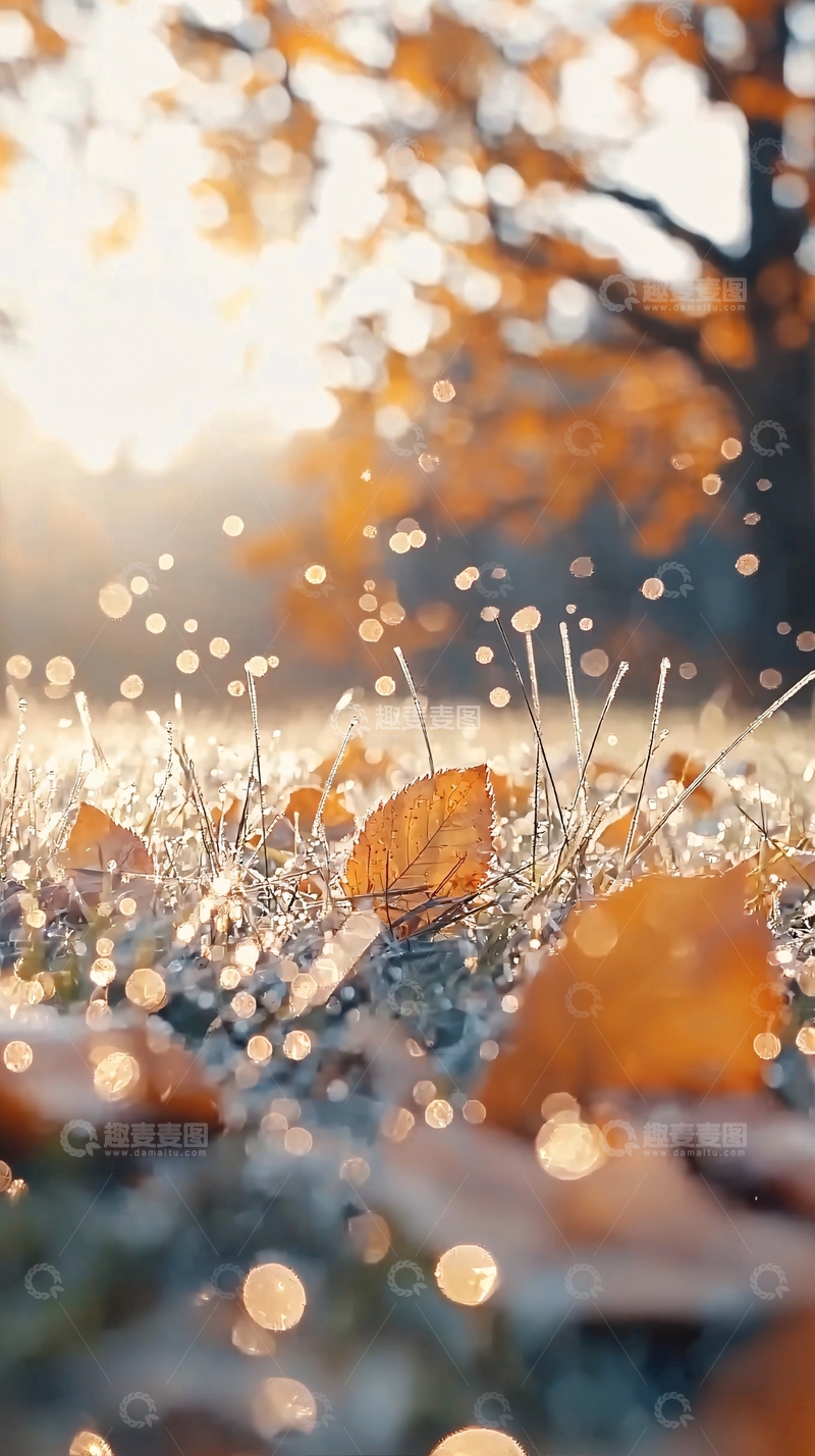 高清大图下载【趣麦麦图】秋日清晨阳光下的落叶