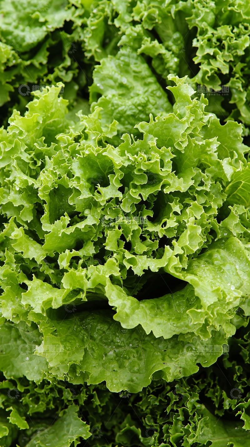 高清大图下载【趣麦麦图】新鲜翠绿生菜特写