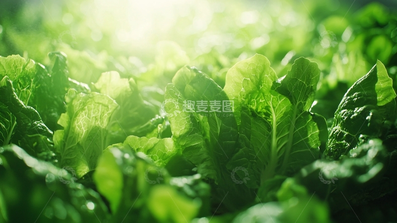 高清大图下载【趣麦麦图】阳光下绿油油的蔬菜