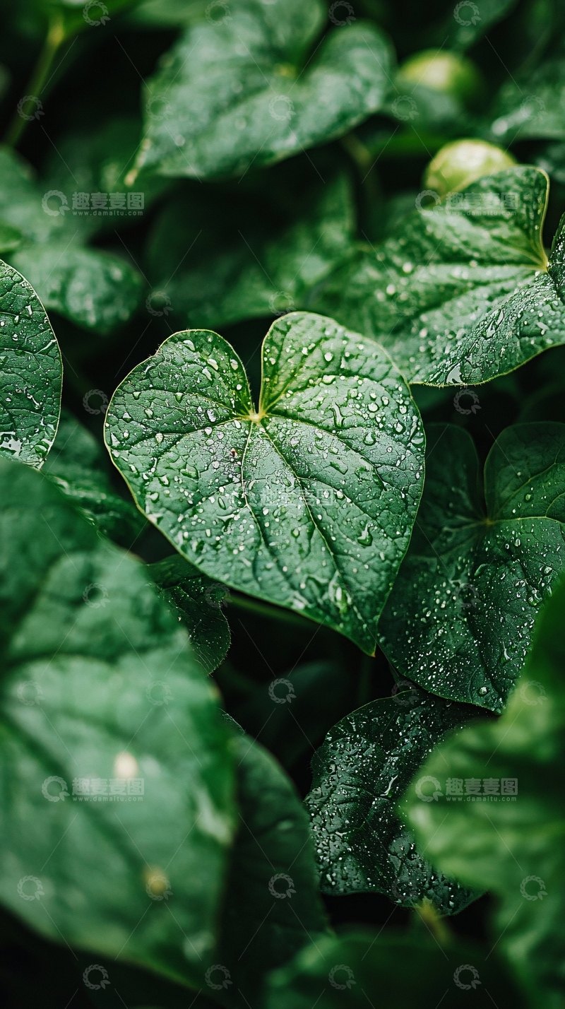 高清大图下载【趣麦麦图】绿叶