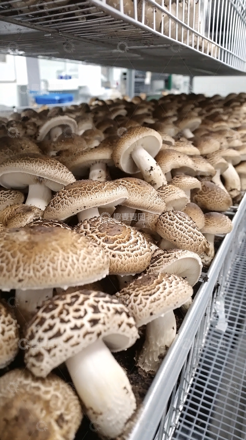 高清大图下载【趣麦麦图】大量褐色蘑菇特写