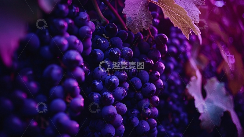 高清大图下载【趣麦麦图】紫色的葡萄丰收景象