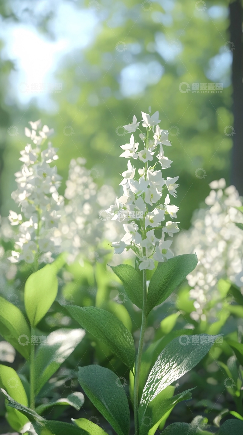高清大图下载【趣麦麦图】阳光下盛开的白色小花