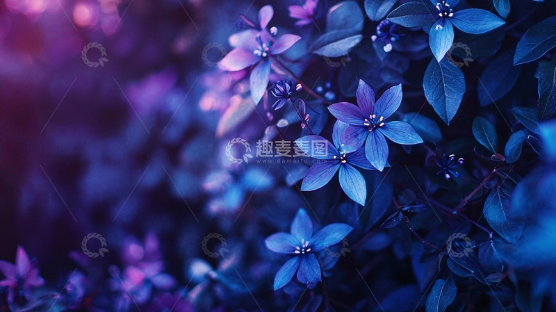 高清大图下载【趣麦麦图】梦幻紫色蓝色花朵