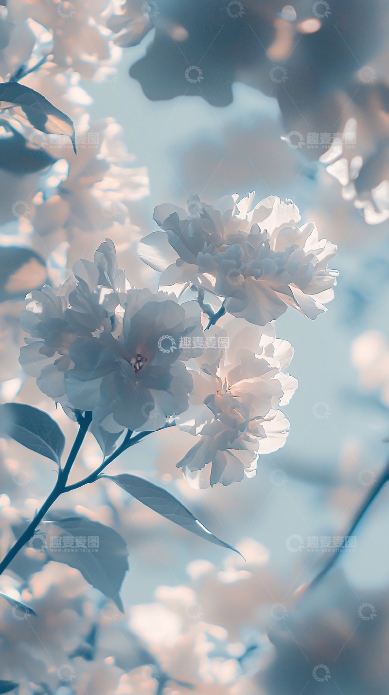 高清大图下载【趣麦麦图】唯美淡蓝色花朵特写