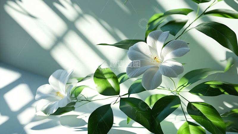 高清大图下载【趣麦麦图】阳光透过窗棂照射白色花朵