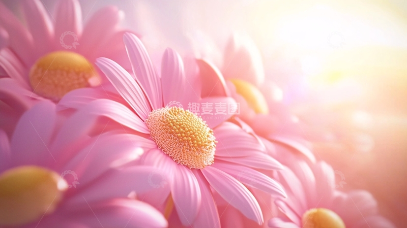 高清大图下载【趣麦麦图】粉色雏菊花束