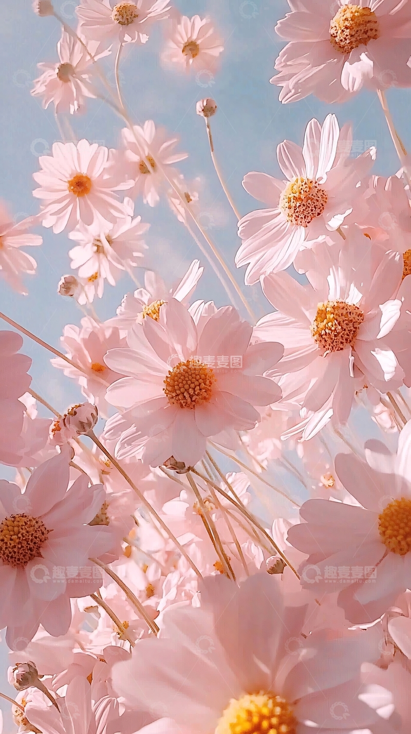 高清大图下载【趣麦麦图】粉色雏菊