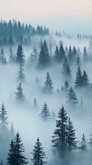 雾气缭绕的松树林