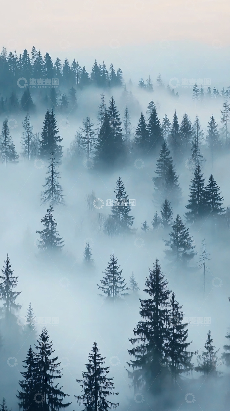高清大图下载【趣麦麦图】雾气缭绕的松树林