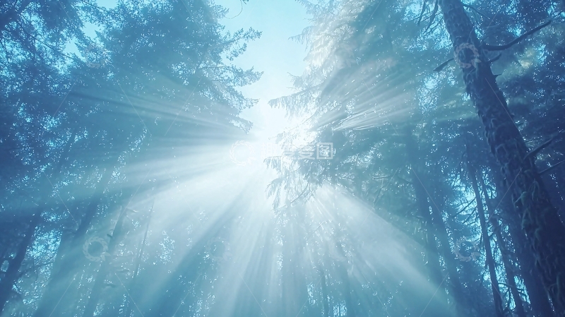 高清大图下载【趣麦麦图】森林阳光