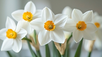 白色花瓣黄色花蕊