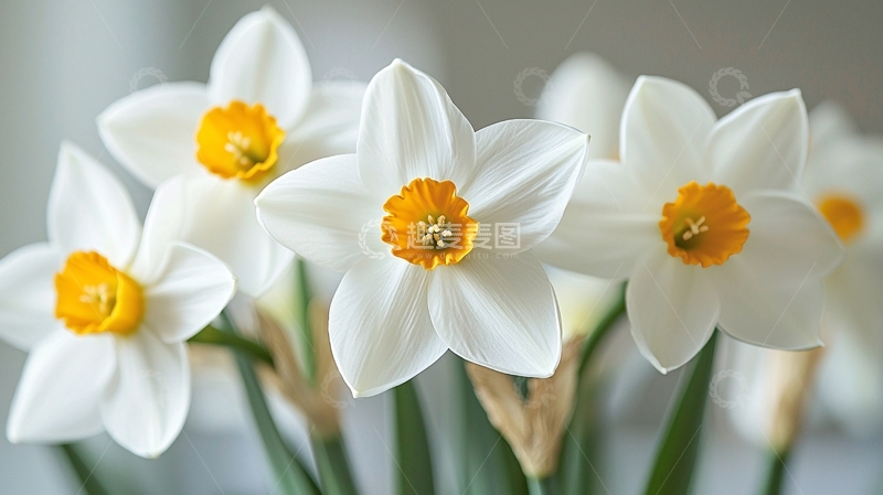 高清大图下载【趣麦麦图】白色花瓣黄色花蕊