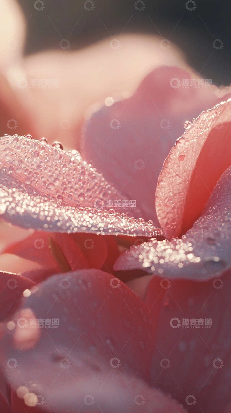 高清大图下载【趣麦麦图】粉色花瓣上的露珠