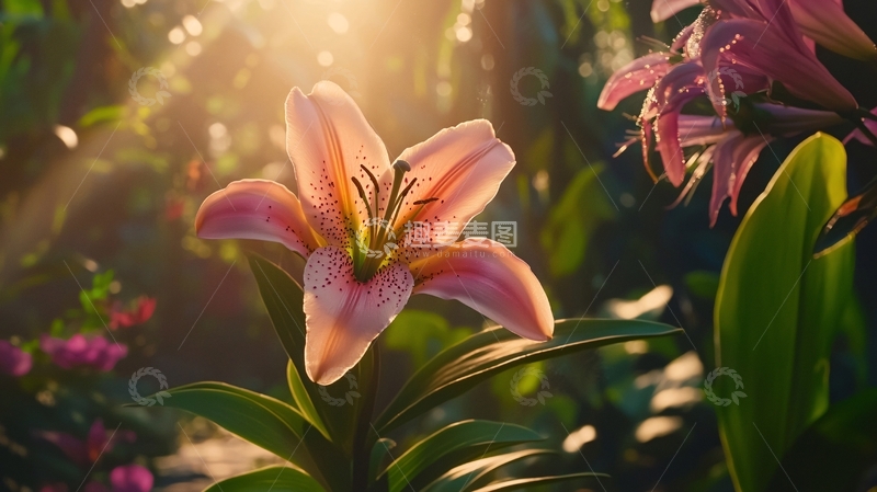 高清大图下载【趣麦麦图】阳光下盛开的粉色百合花