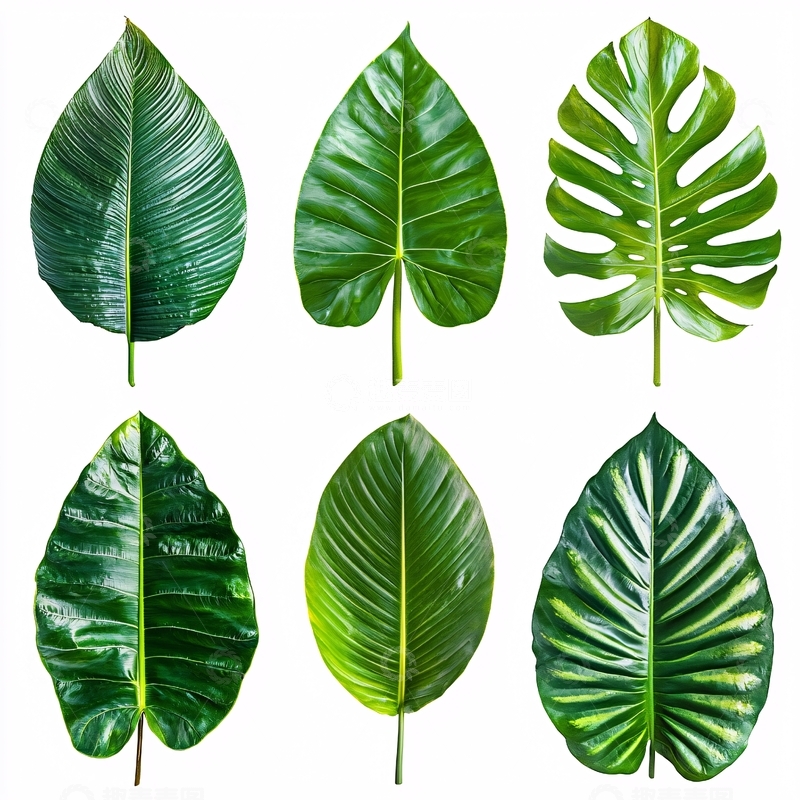 高清大图下载【趣麦麦图】绿色植物叶子素材