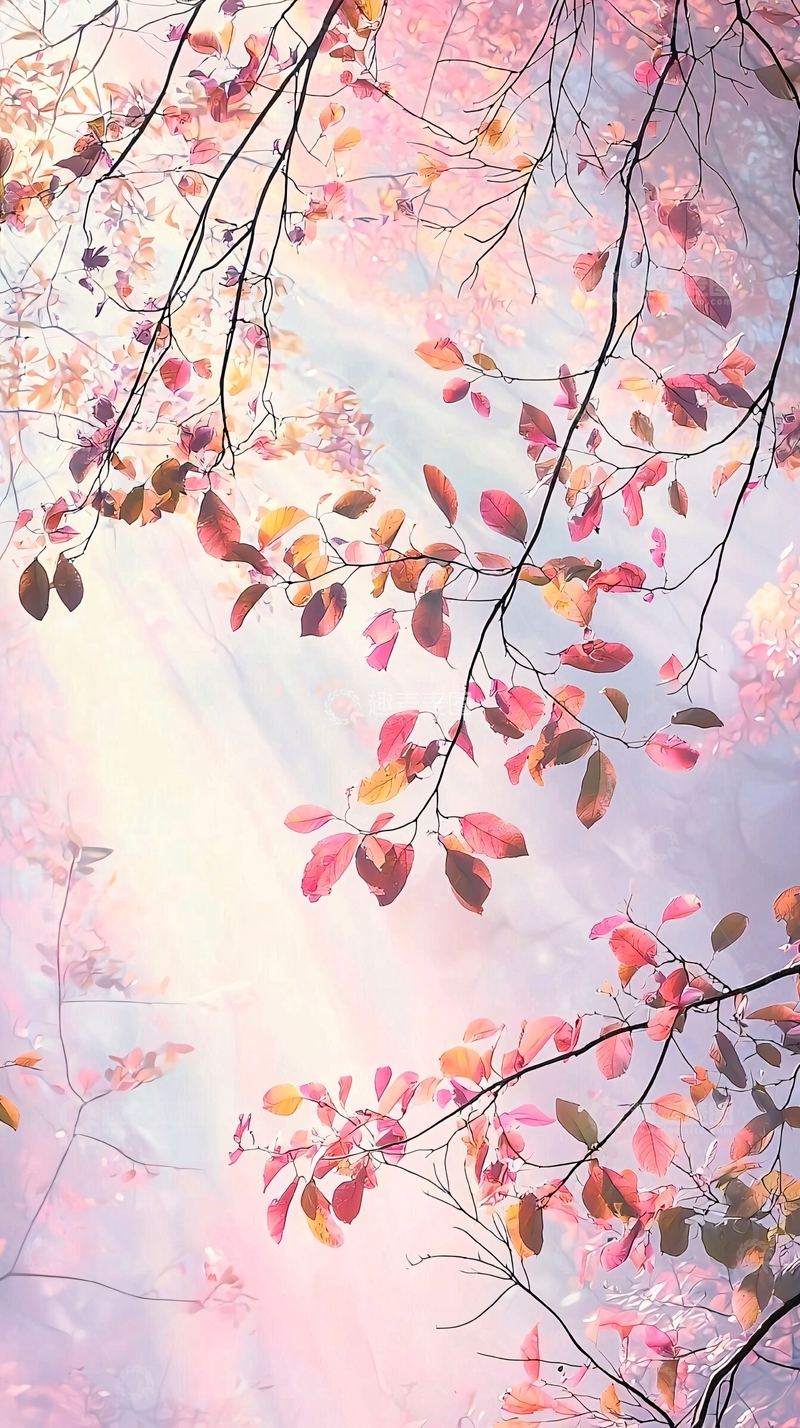 高清大图下载【趣麦麦图】粉色树叶光线透过树枝