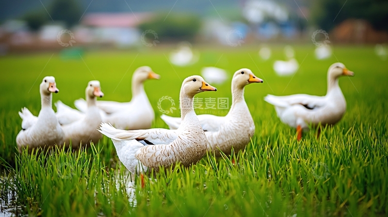 高清大图下载【趣麦麦图】稻田里的白色鹅群