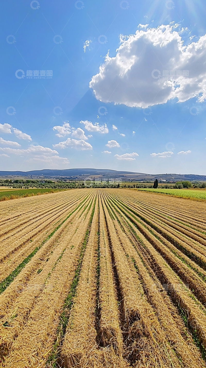 高清大图下载【趣麦麦图】田野里整齐的农作物