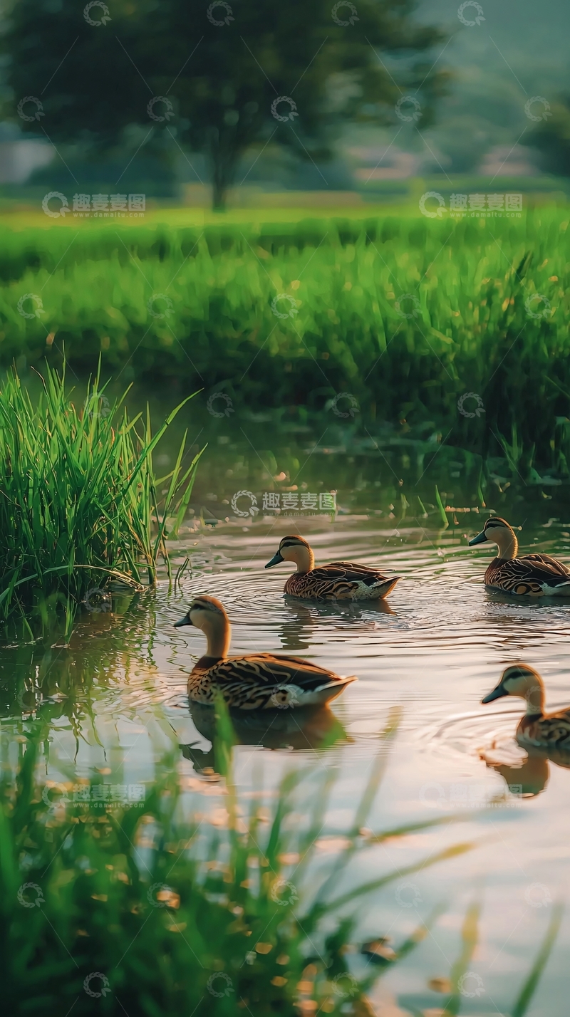 高清大图下载【趣麦麦图】绿油油稻田里嬉戏的野鸭