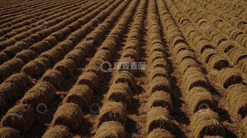 高清大图下载【趣麦麦图】麦田