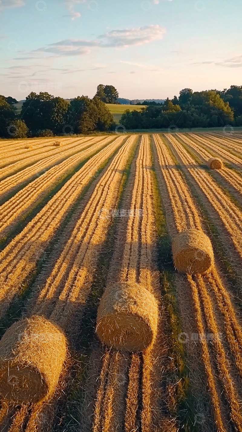 高清大图下载【趣麦麦图】麦田风光