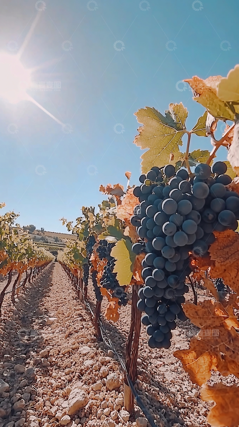 高清大图下载【趣麦麦图】阳光下成熟的葡萄园