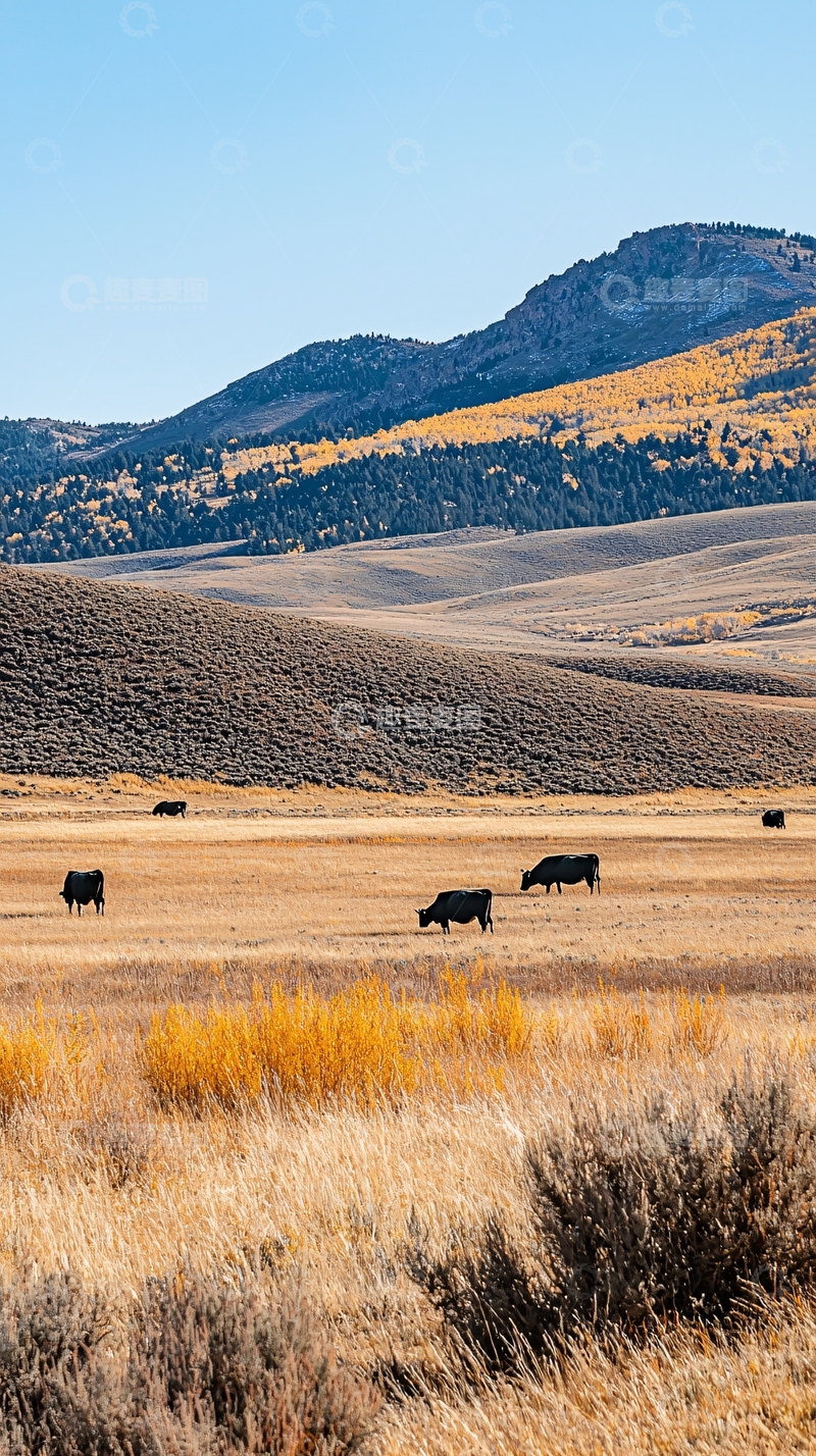 高清大图下载【趣麦麦图】秋日牧场牛群远山